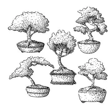 Bonzai tree set sketch hand drawn black Stock Illustration