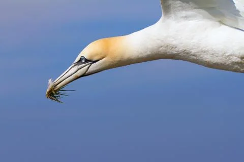 Boobies in flight with nesting material Stock Photos