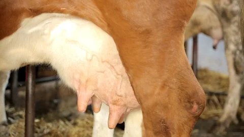 Boobs of Dairy Cow 스톡 동영상 99552137