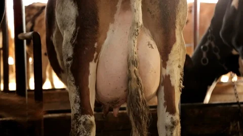 Boobs of Dairy Cows 스톡 동영상 99553155
