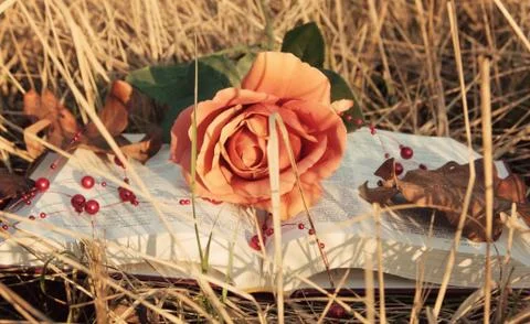 Book and rose Stock Photos