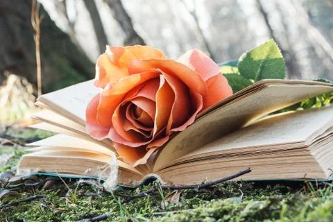 Book and rose Foto stock