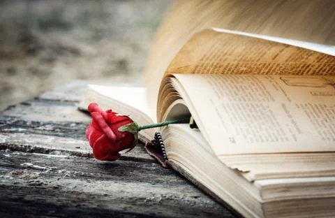 Book and rose Stock Photos
