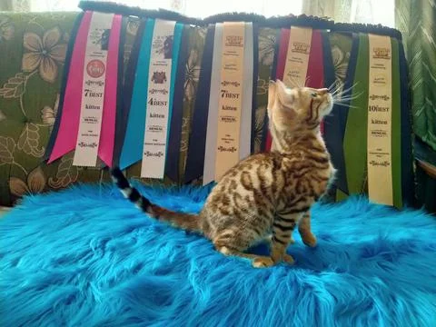 Book of cat Stock Photos