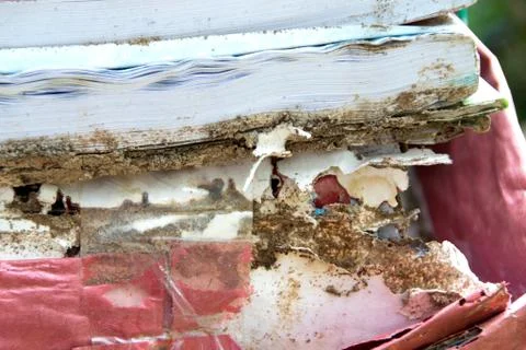 Book damaged by termites Stock Photos