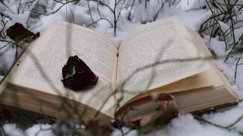 Book in the forest under the snow Stock Footage 263917758