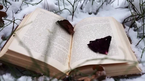 Book in the forest under the snow Stock Footage 263918201
