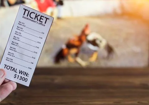 Bookmaker ticket on the background of the TV, which shows cockfighting, sports Photos