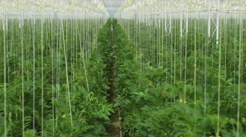 Boom in a greenhouse Stock Footage 62450480