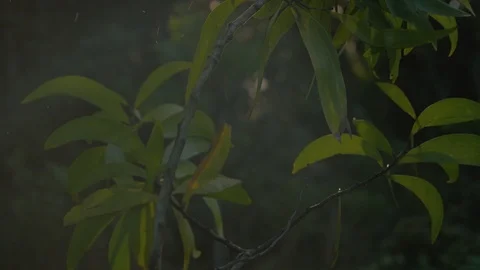 Boom up of koa tree at sunset in volcano hawaii Video stock 122649332