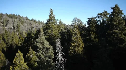 Boom up from pine trees Stock Footage 40568672
