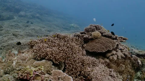 Boom up to reveal a Hawksbill turtle simming over coral. Stock Footage 295317037
