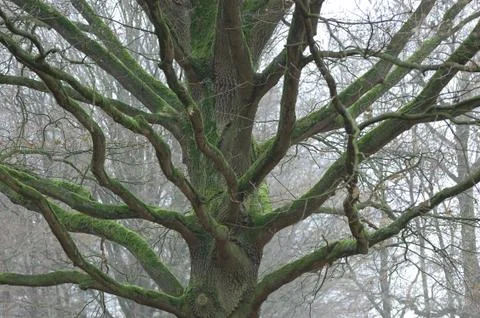 Boom - Tree Stock Photos