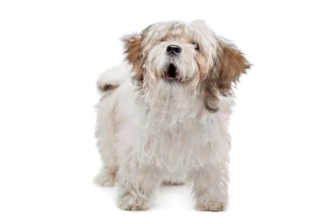 Boomer dog Stock Photos