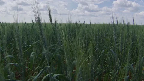 Booming up from the ground in a wheat field Video stock 157299259