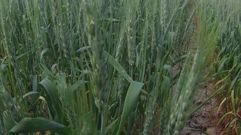 Booming up from the ground in a wheat field Video stock 157301864