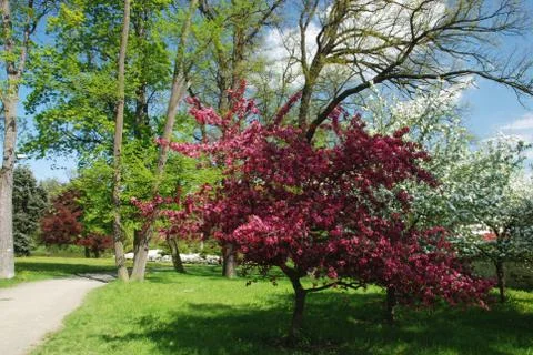 Booming tree Stock Photos