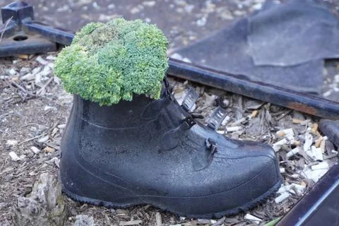 A Boot with Broccoli Фото