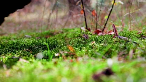 Boot stepping on moss bed forest floor footprint climate Stock Footage 194360550