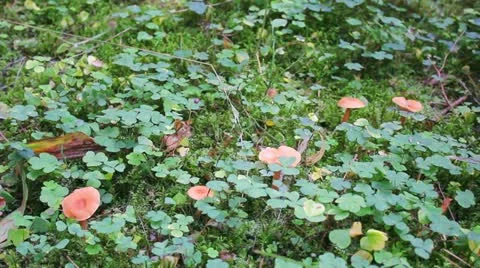 Boot stepping on a mushroom Stock Footage 12043812