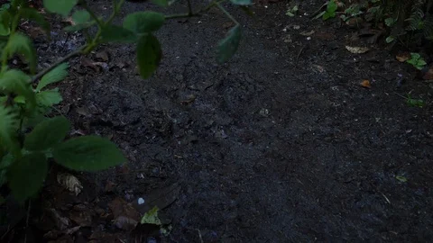 Boot Walking In Mud Stock Footage 91137951