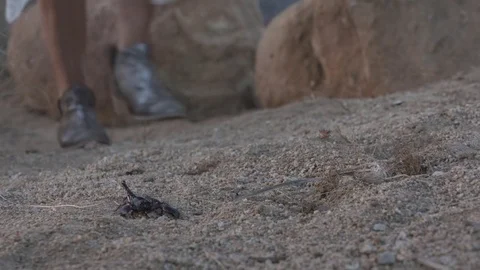 Boot walking by scorpian in the desert Stock Footage 77580537