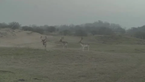 Bootcamp workout in nature Stock Footage 148330931