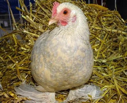 Booted bantam chicken in Romania Fotos Stock