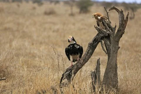 Booted eagle and woolly-headed vulture on a tree Foto stock