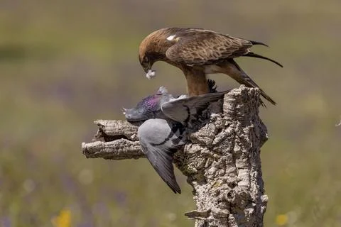Booted eagle Aquila pennata dark morph dark plucks pigeon Caceres province Foto stock