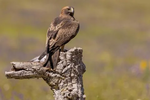 Booted eagle Aquila pennata dark morph dark with dove Caceres province Foto stock