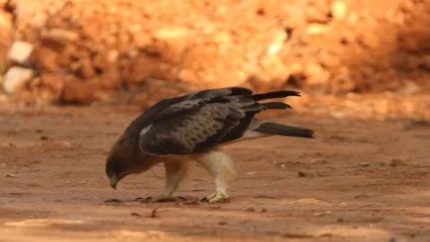 Booted Eagle. Aquila pennata Stock Footage 80050320