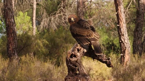 Booted Eagle. Aquila pennata Stock Footage 80050400