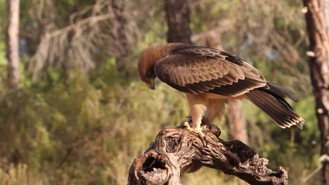 Booted Eagle. Aquila pennata Stock Footage 80050405