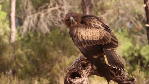 Booted Eagle. Aquila pennata Stock Footage 80050413