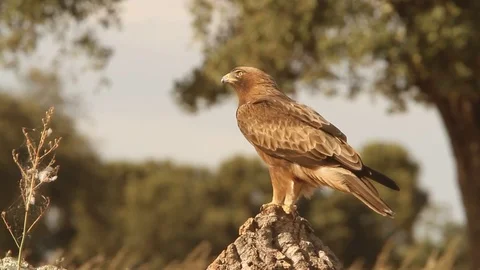 Booted Eagle. Aquila pennata Stock Footage 80050416