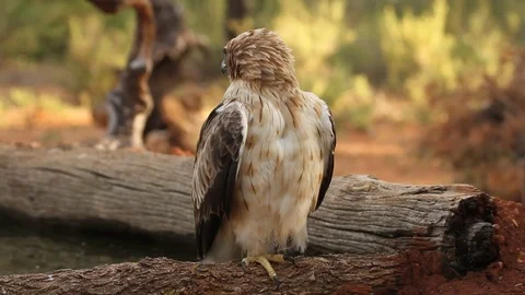 Booted Eagle. Aquila pennata Stock Footage 80050444