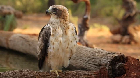 Booted Eagle, Aquila pennata Stock Footage 80050448