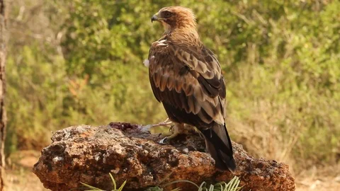 Booted Eagle. Aquila pennata Stock Footage 80050455