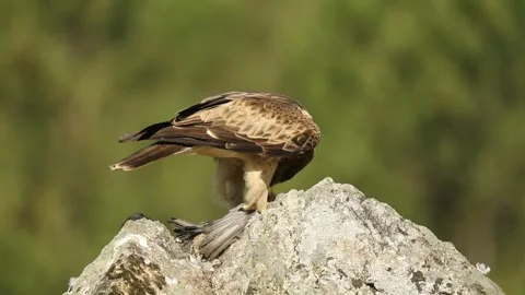 Booted Eagle, Aquila pennata Stock Footage 273776833