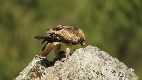 Booted Eagle, Aquila pennata Stock Footage 273776845