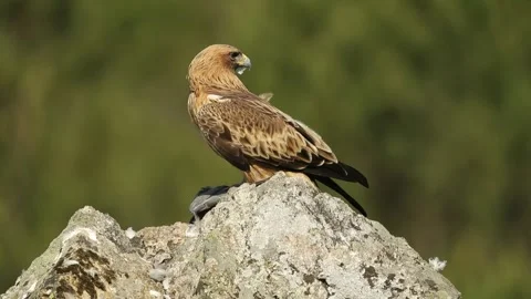 Booted Eagle, Aquila pennata Stock Footage 273776858
