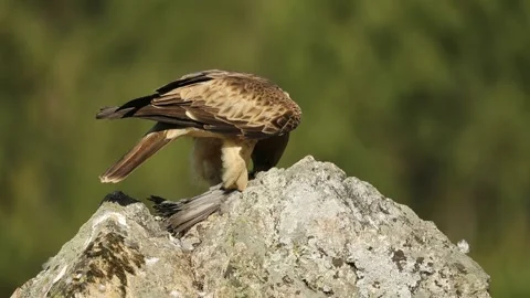 Booted Eagle, Aquila pennata Stock Footage 273776859