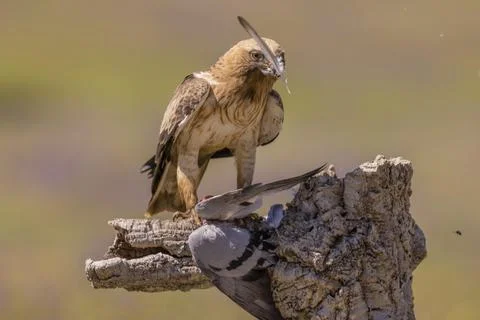 Booted eagle Aquila pennata light morph plucks pigeon Caceres province Foto stock