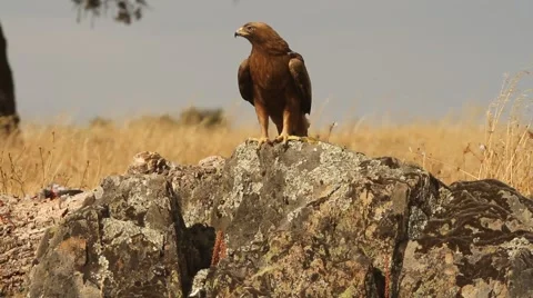 Booted eagle dark morph Stock Footage 55262972