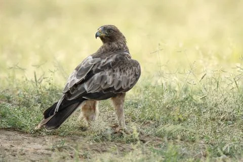 Booted Eagle, Dark Morph, Hieraaetus pennatus, also classified as Aquila pe.. Foto stock