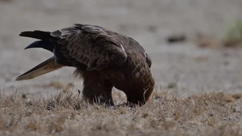 Booted Eagle Enjoying the Spiny tailed lizard Stock Footage 306863866