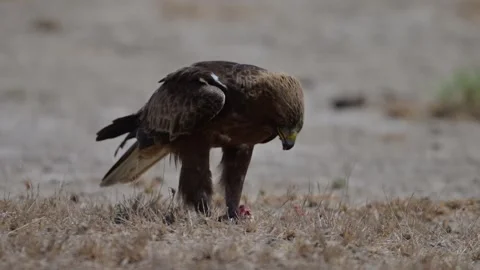 Booted Eagle Feeding in a Dry Savanna Stock Footage 306385896