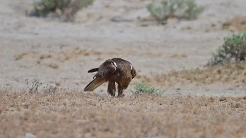 Booted Eagle Feeds on Prey in Dry Desert Landscape Stock Footage 306385420