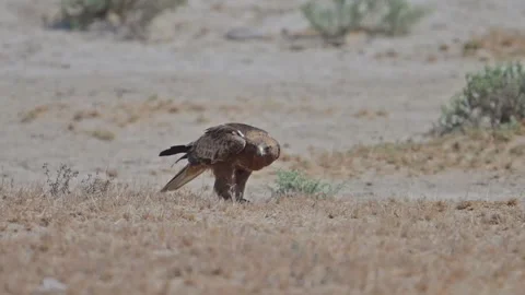 Booted Eagle Feeds on Prey in Dry Desert Landscape Stock Footage 306386036